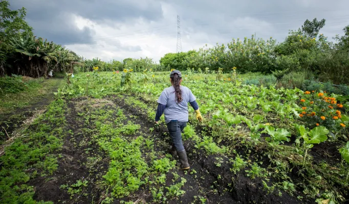 Adaptação às mudanças climáticas pela agricultura familiar no Cinturão Verde de São Paulo