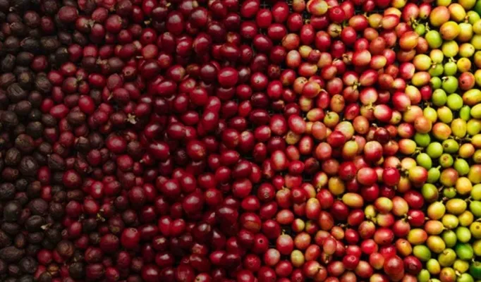 Arabica-Canephora