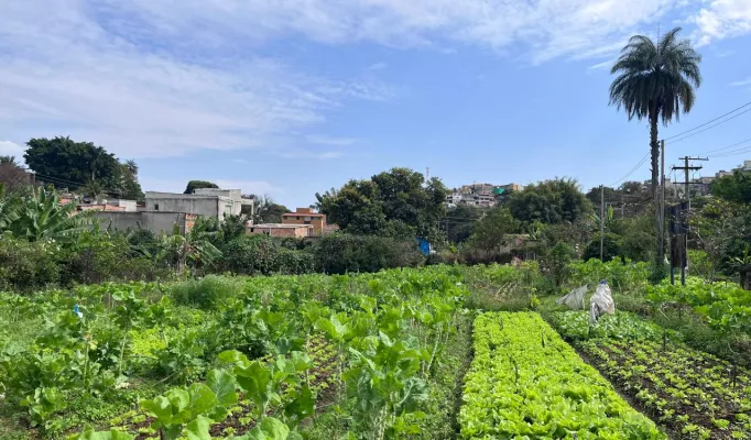 Cidades que cultivam: evidências e práticas para o fortalecimento da agrobiodiversidade urbana no Brasil