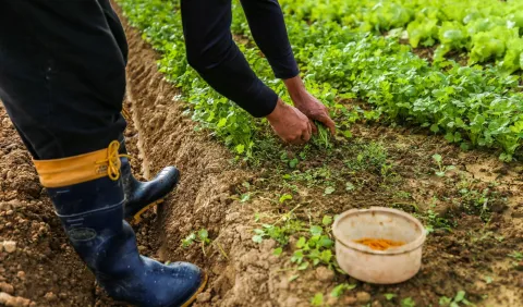 Estudo traz recomendações para tornar a cadeia de alimentos mais favorável ao processo de conversão à produção orgânica por agricultores familiares