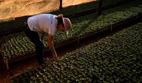 Mulher cuidando de fileiras de mudas verdes em um viveiro durante o pôr do sol, focada no trabalho de reflorestamento.
