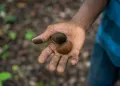 Comunidades amazônicas e sustentabilidade: pesquisa mostra que povos locais ajudam a conservar a floresta, mas recebem pouco do valor gerado