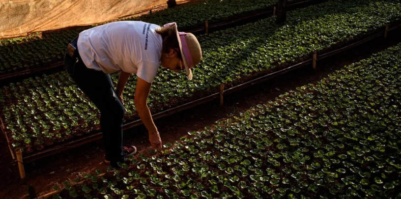 Mulher cuidando de fileiras de mudas verdes em um viveiro durante o pôr do sol, focada no trabalho de reflorestamento.