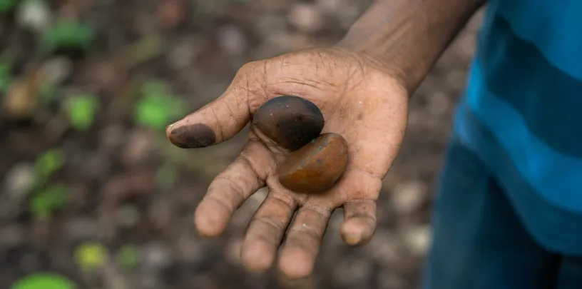 Comunidades amazônicas e sustentabilidade: pesquisa mostra que povos locais ajudam a conservar a floresta, mas recebem pouco do valor gerado