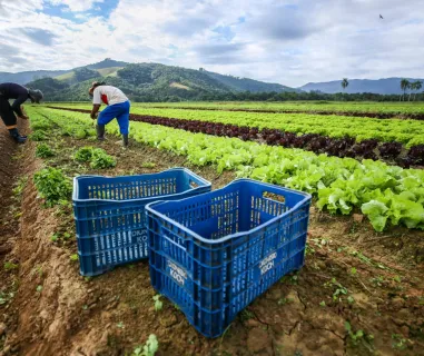 Consulta pública: participe da construção do guia 'Agendas Municipais de Agricultura Urbana e Periurbana'