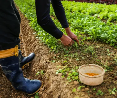 Estudo traz recomendações para tornar a cadeia de alimentos mais favorável ao processo de conversão à produção orgânica por agricultores familiares