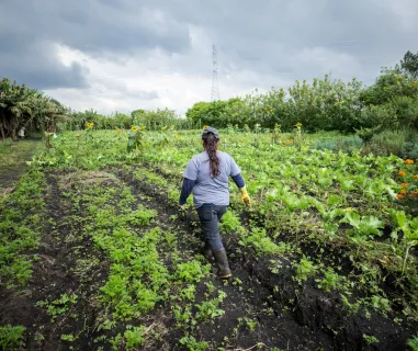 Adaptação às mudanças climáticas pela agricultura familiar no Cinturão Verde de São Paulo